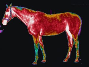 Thermografisch onderzoek paard